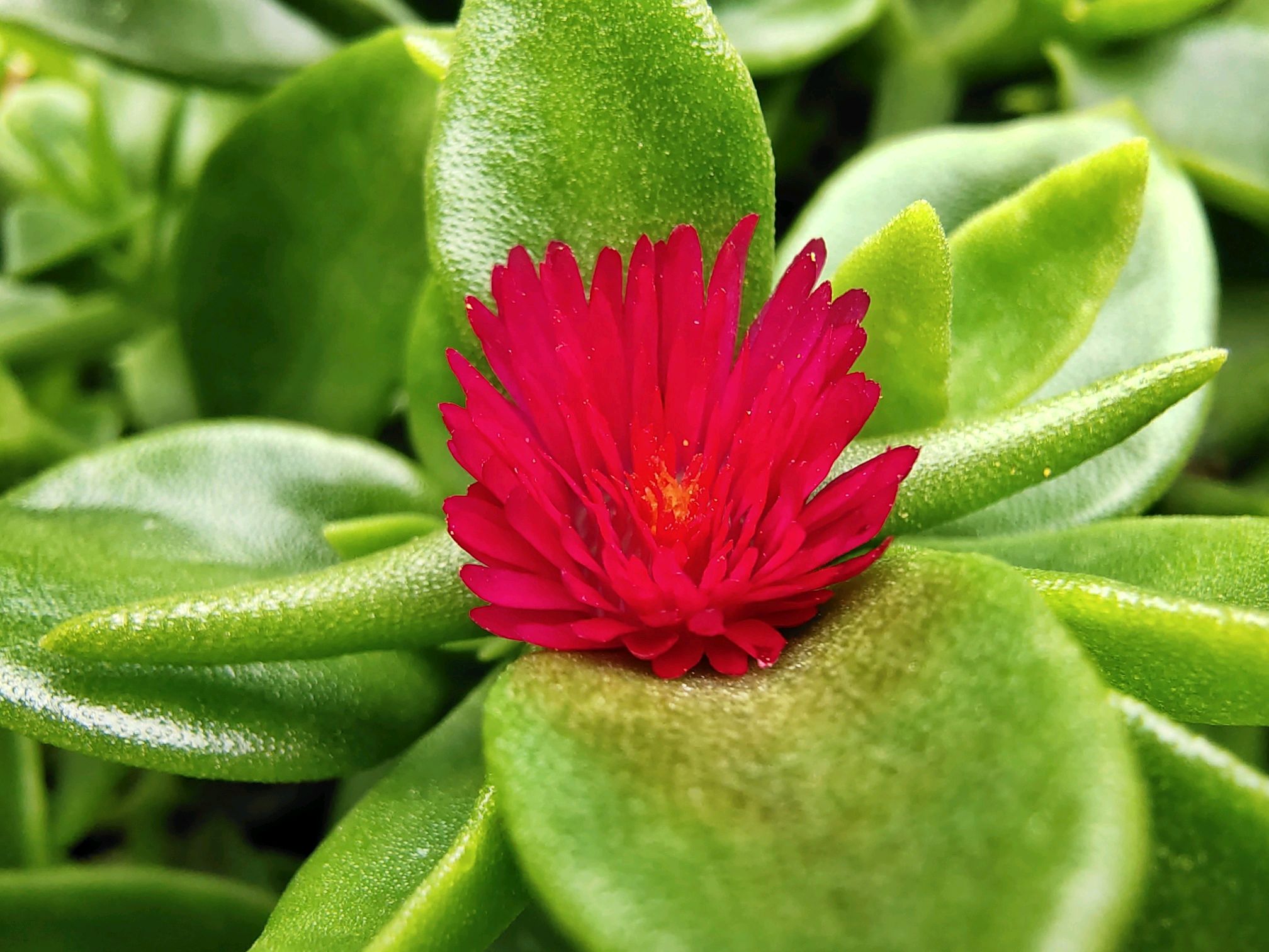 【x27】花花的世界·樱花吊兰 - vivo官方社区