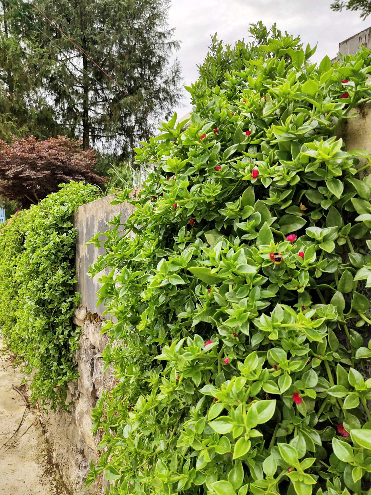 【x27】花花的世界·樱花吊兰 - vivo官方社区