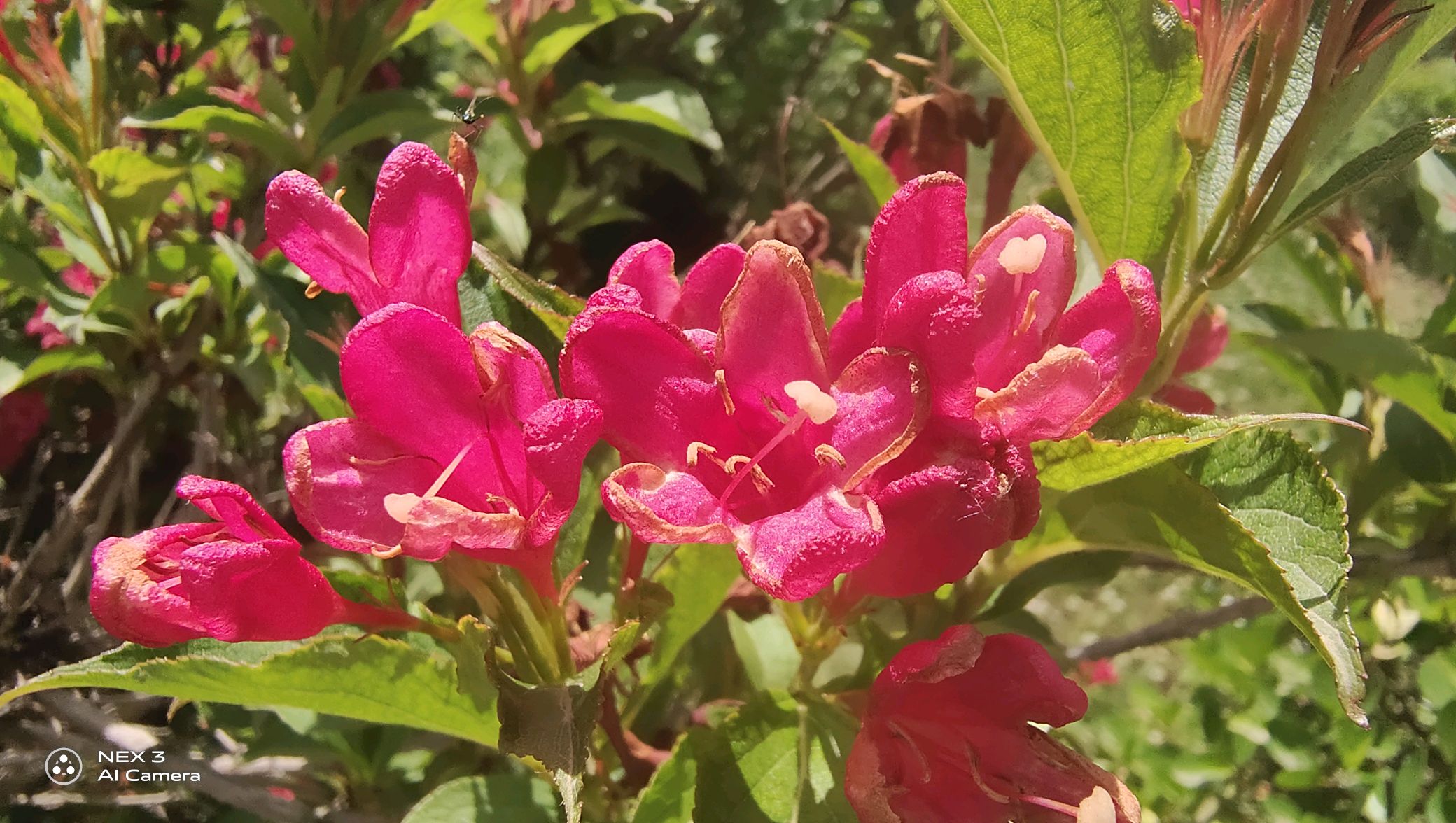 nex3 随拍 - vivo官方社区