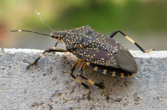 一些昆虫(放屁虫)的分泌物也有它.