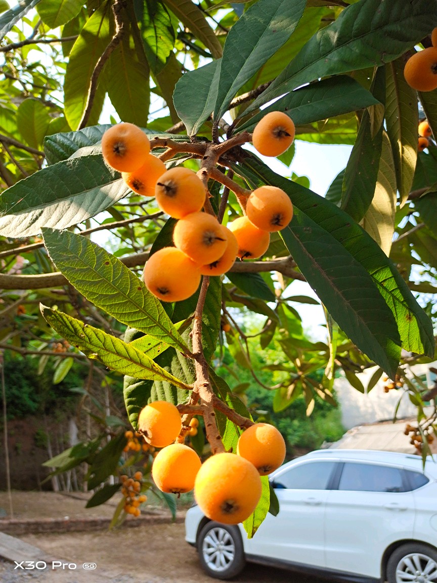 家乡那棵枇杷树