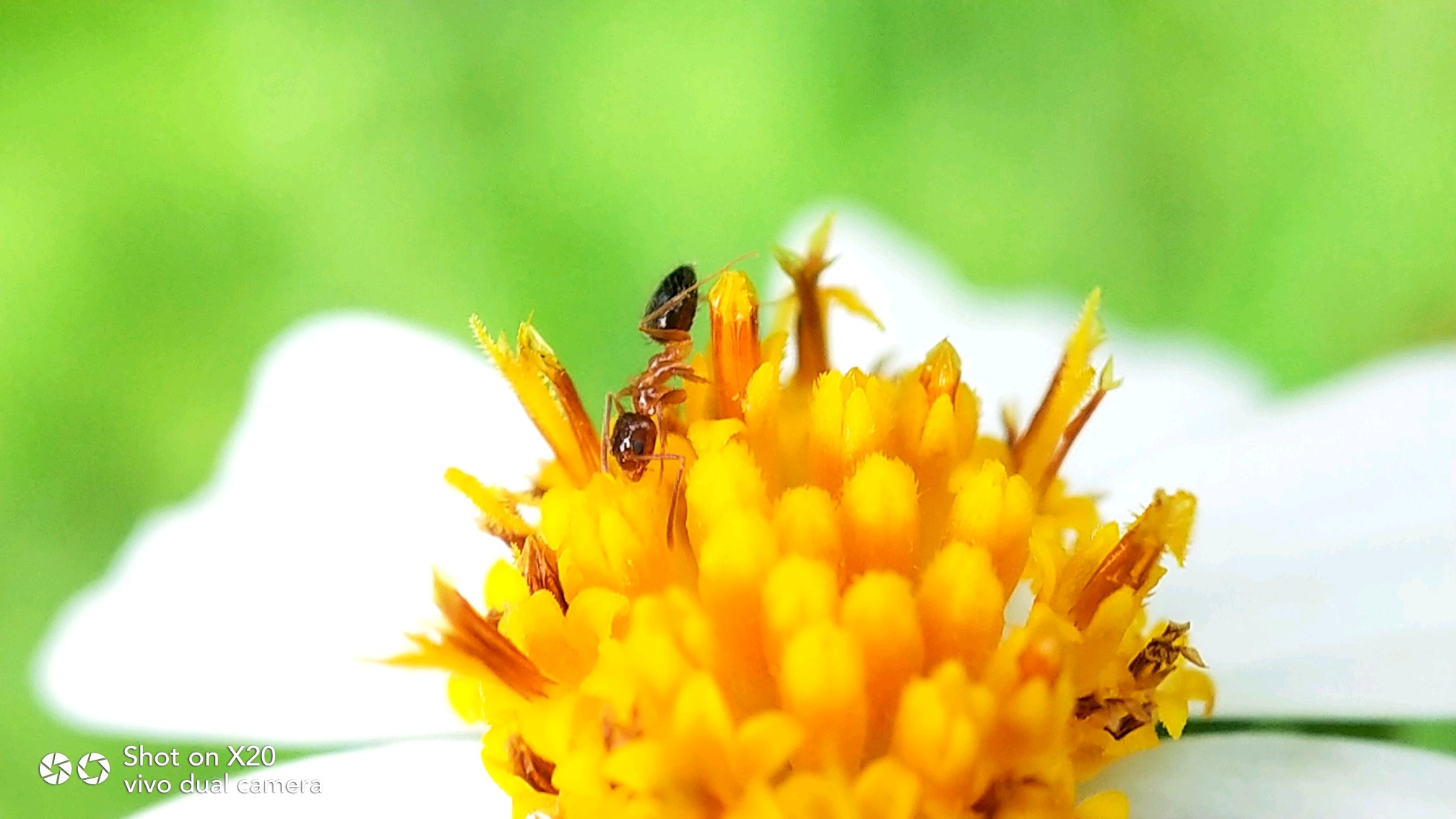 x20蚂蚁恋花