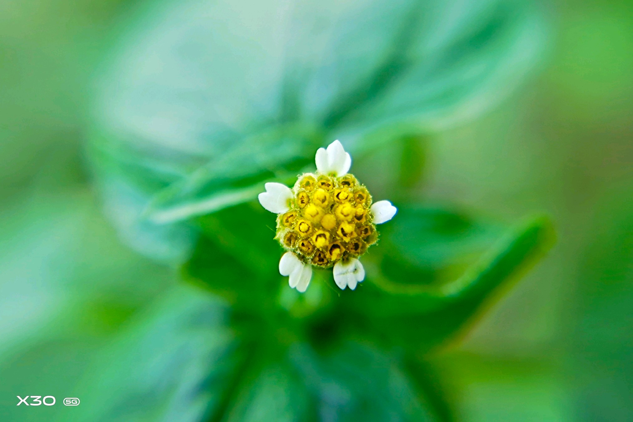 【x30】小清新 - vivo官方社区