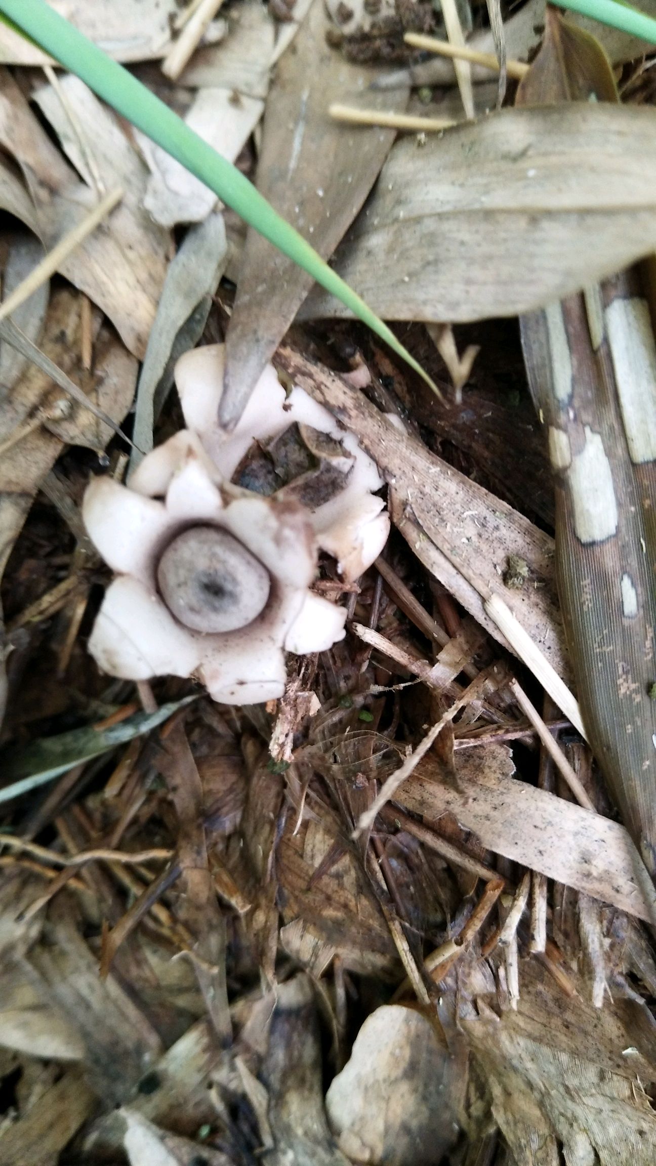 这是什么菌,长在竹林里的.很像花. - vivo官方社区