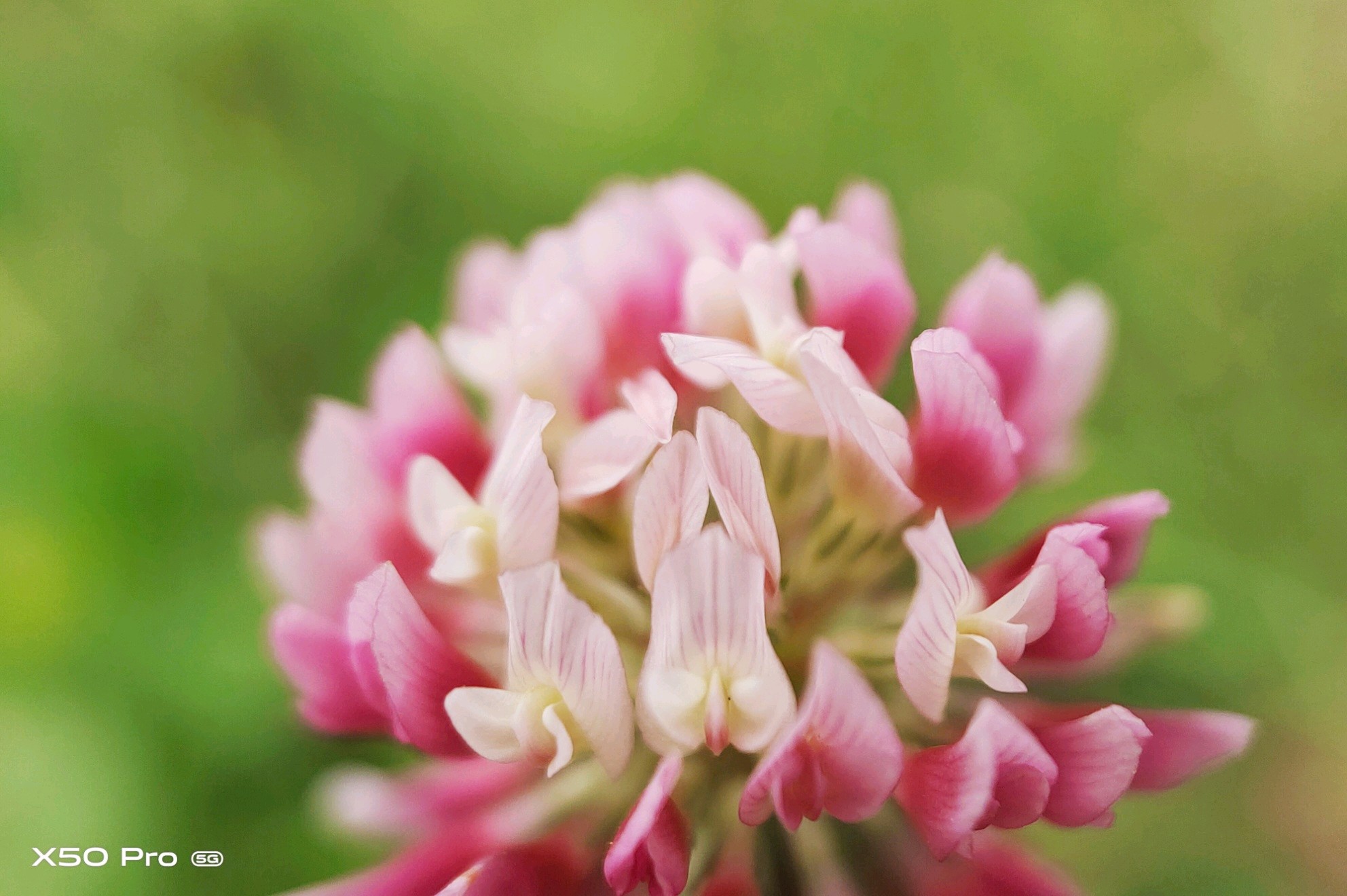 【x50 pro】炎炎夏日 - vivo官方社区