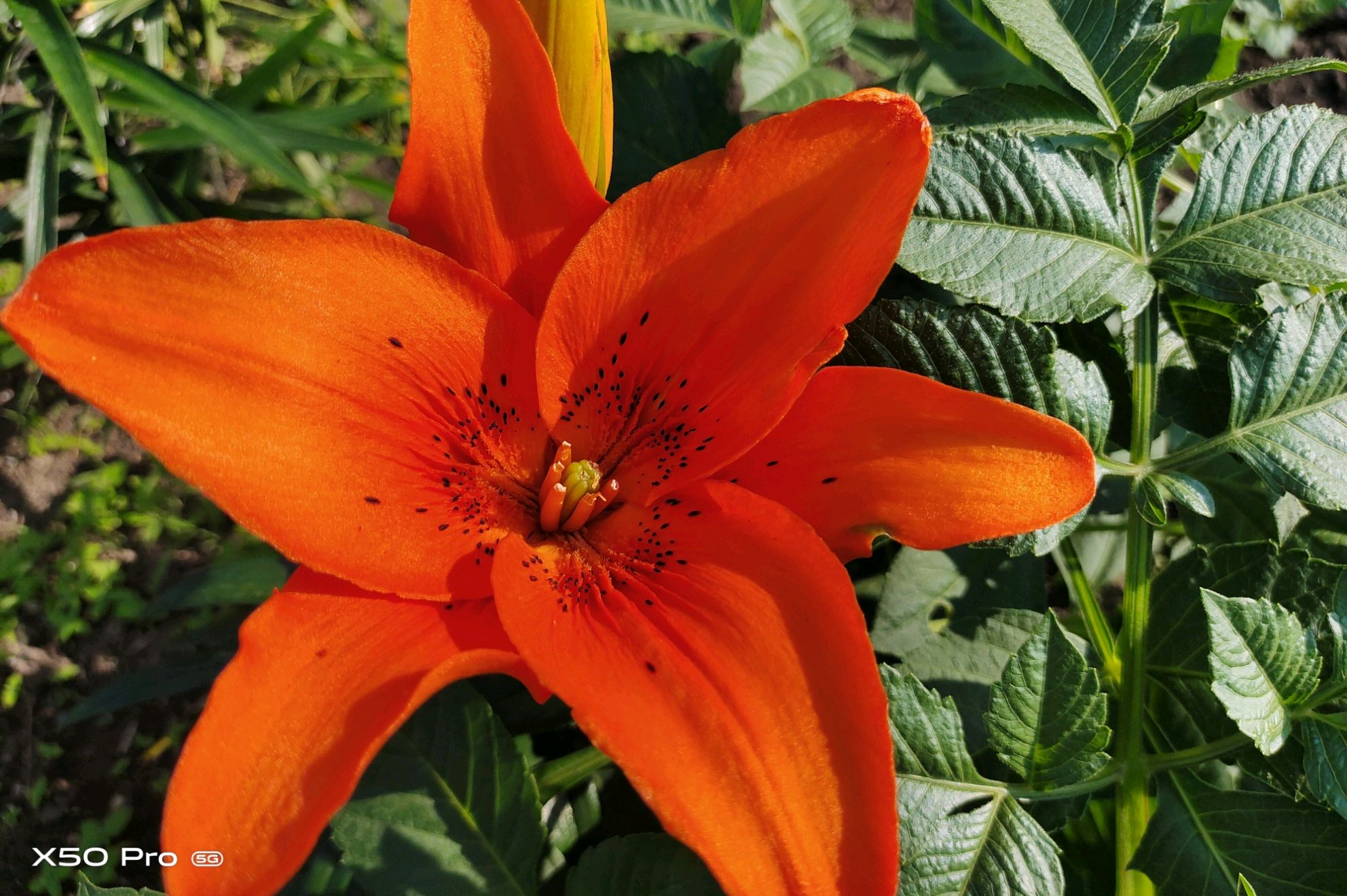 【x50 pro】炎炎夏日 - vivo官方社区