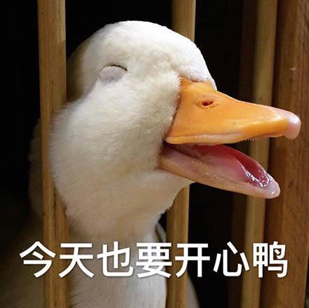 网红大白鸭表情包图片