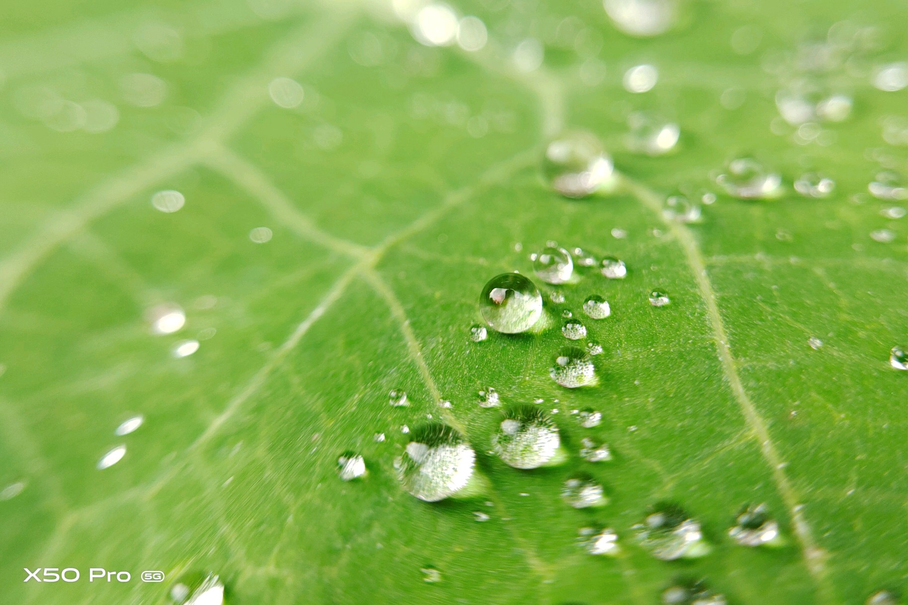 【x50 pro】白露 - vivo官方社区