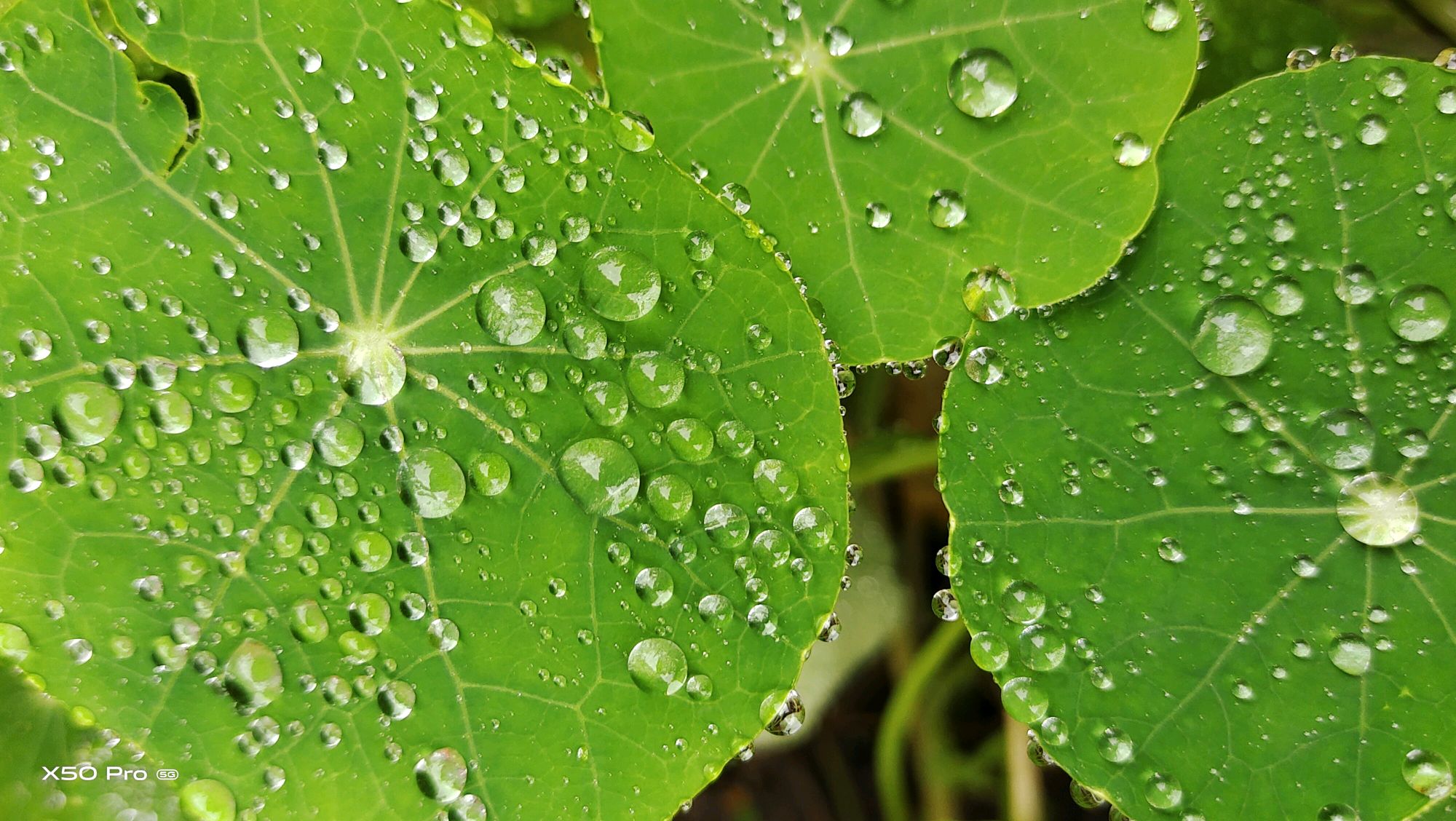 【x50 pro】初秋的雨 - vivo官方社区