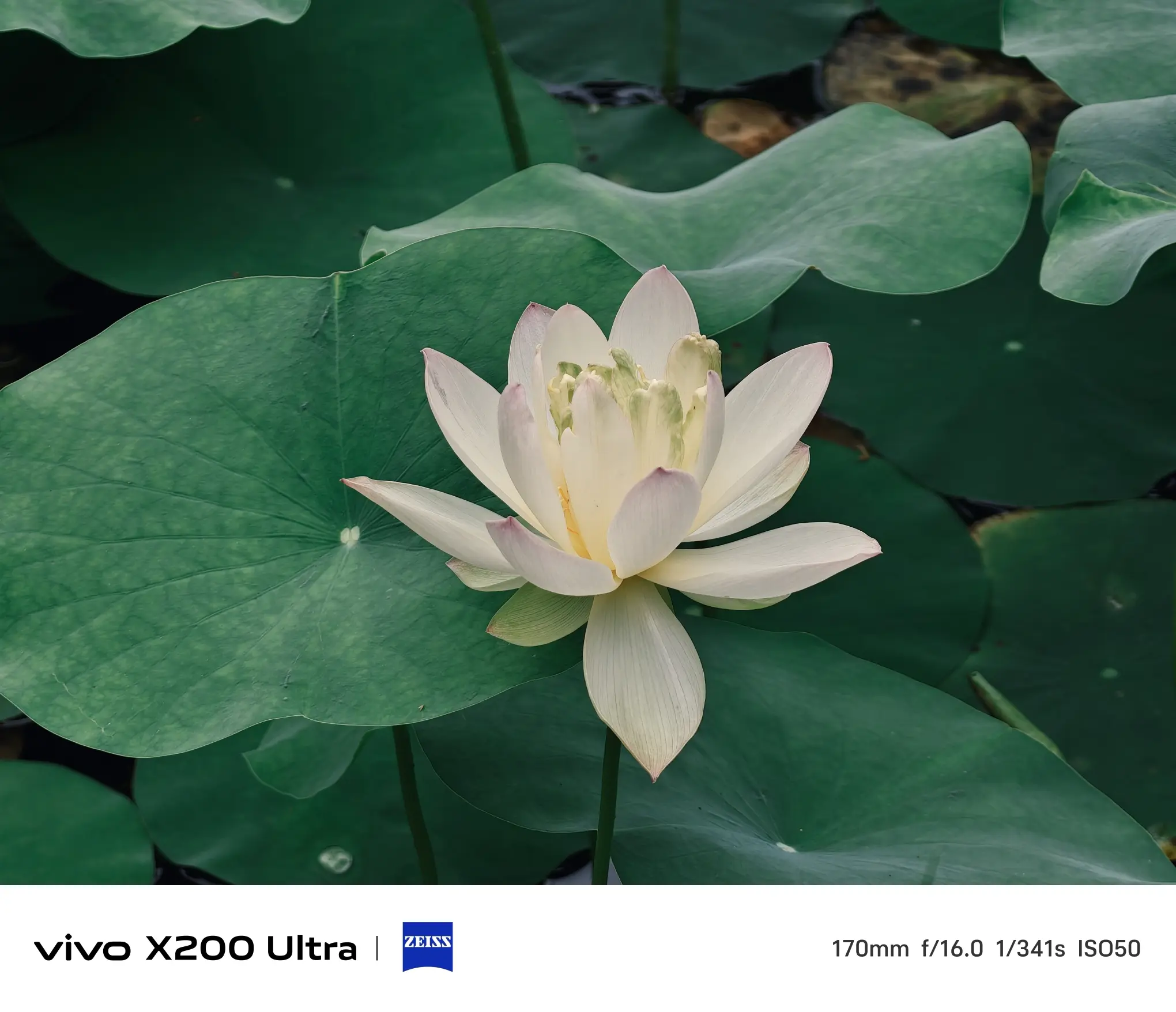 花卉 花予：花窗绮梦（未及Wekki 517212） | Brick4.com - 最实用的