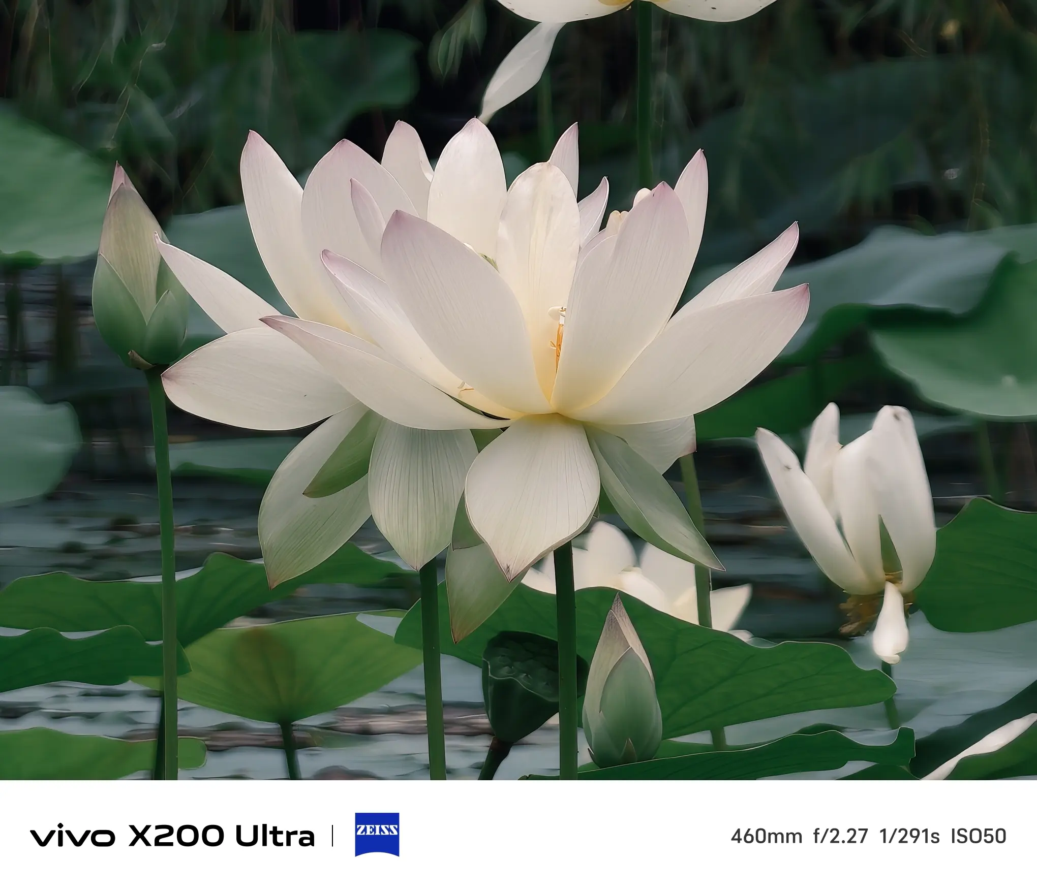 花卉图09 花卉图案的背景图片素材-编号27769036-图行天下