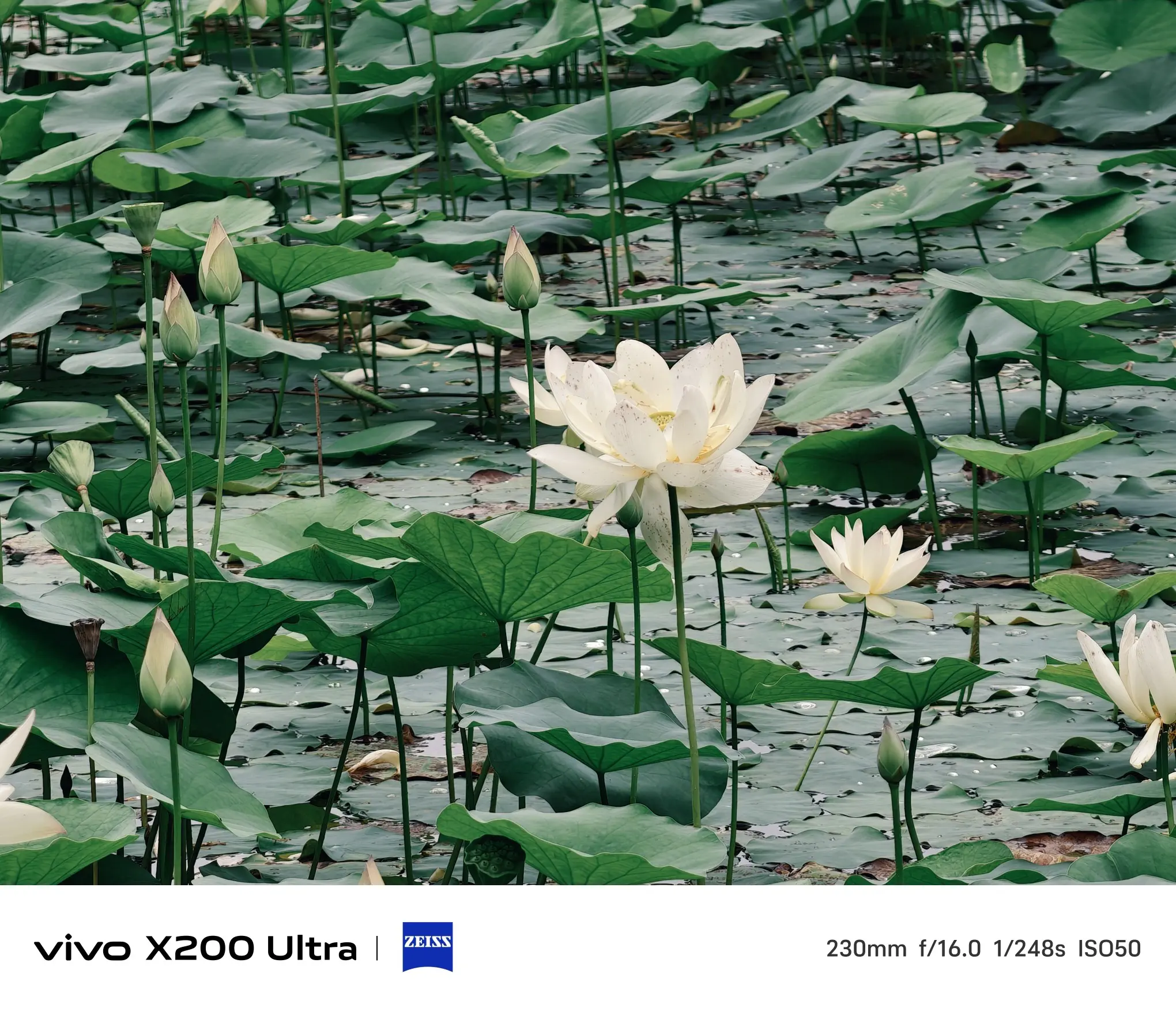 白焦 花卉 ライスフラワー 白(N) 02320-000 ドライフラワー卸売り販売の
