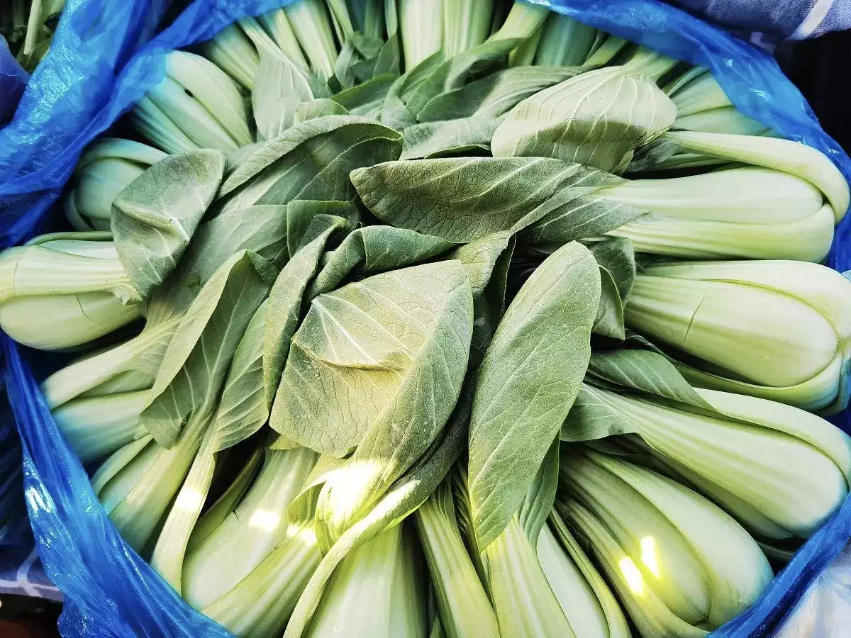管健康。油菜的口感鲜美，可以生食或炒食，也可以用作汤和沙拉的配料。