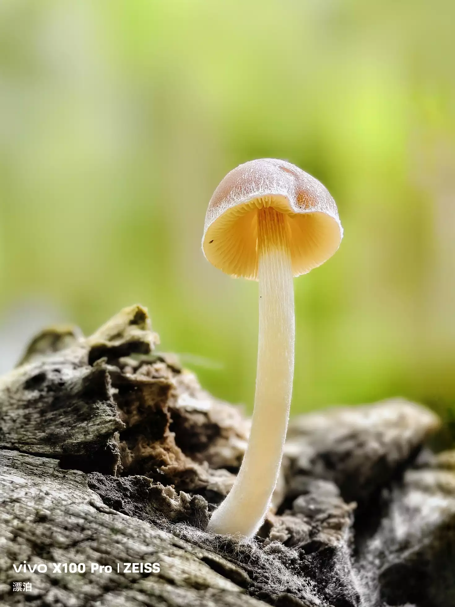 vivo x100 pro摄影