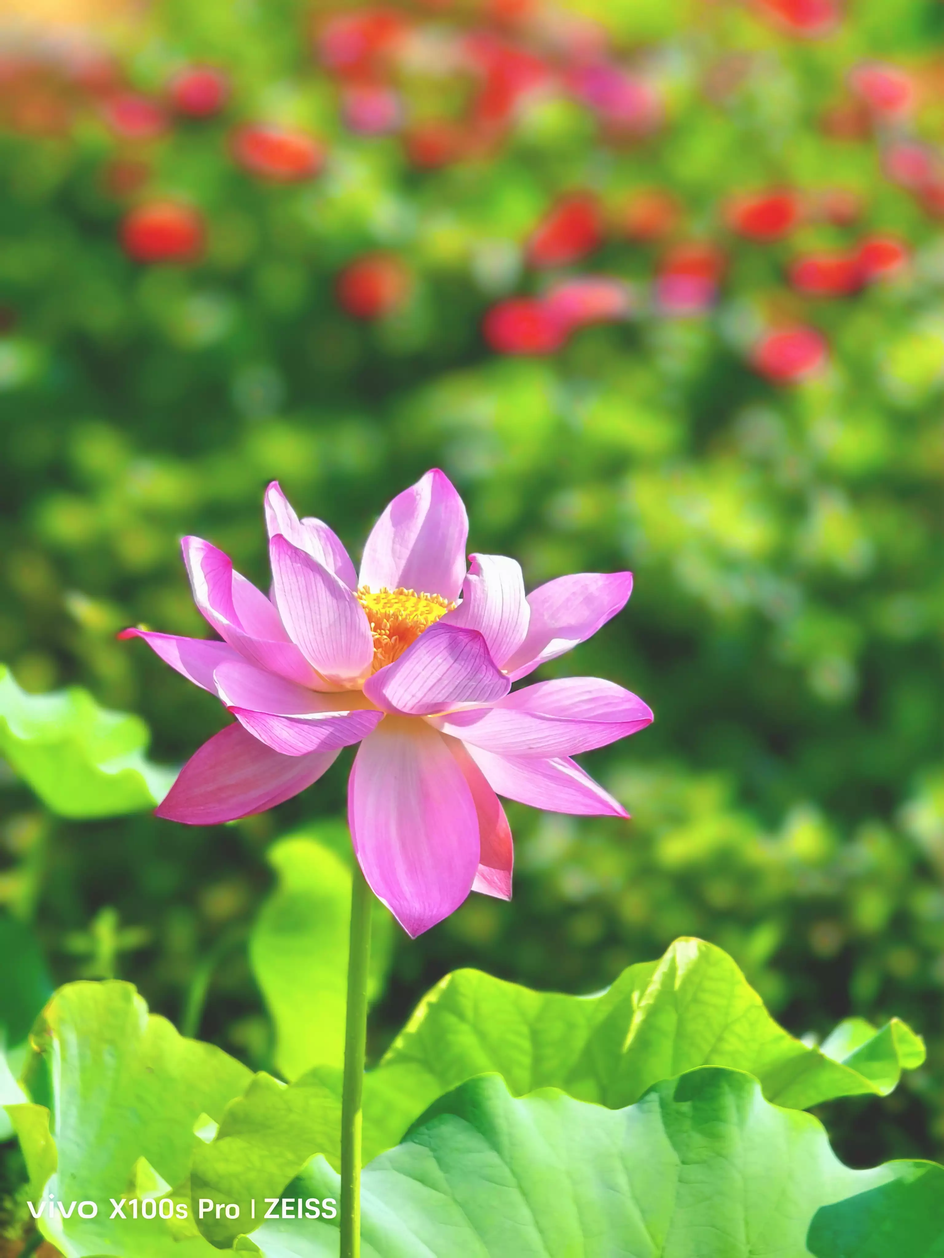 夏日荷花的诗意与韵味