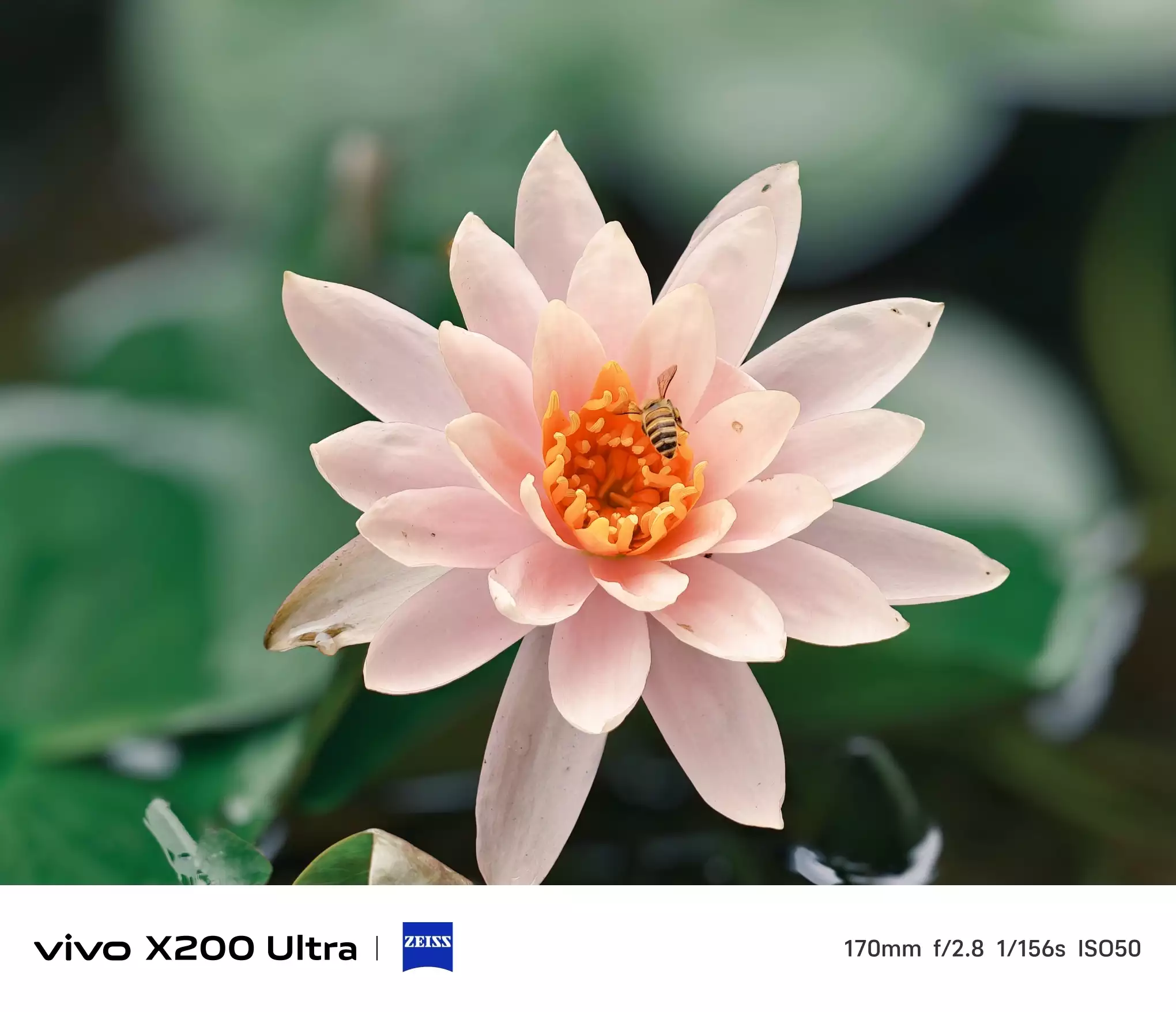 花卉公园幽兰苑的荷花开了- vivo官网社区
