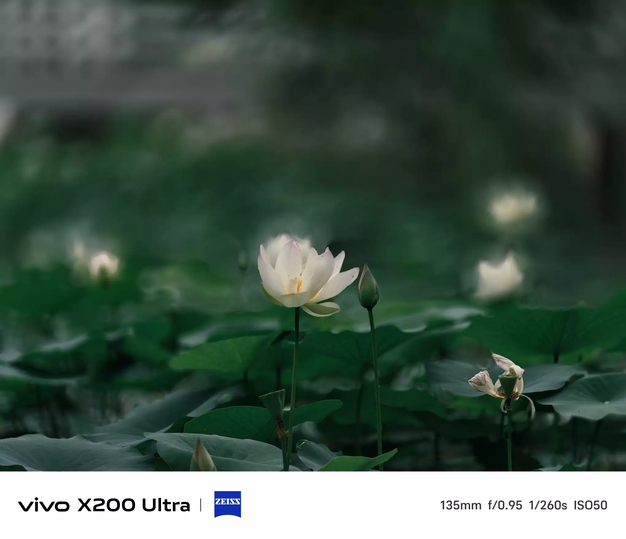 花卉公园幽兰苑的荷花开了- vivo官网社区