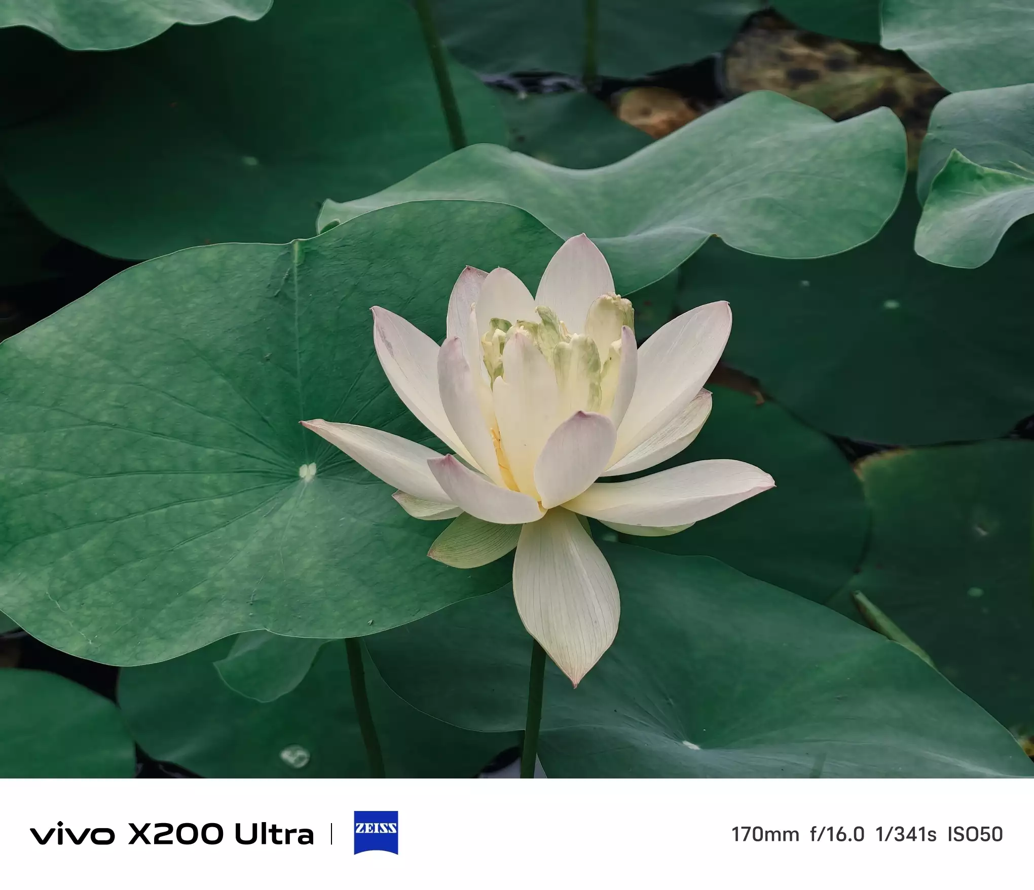 花卉图09 花卉公园幽兰苑的荷花开了- vivo官网社区